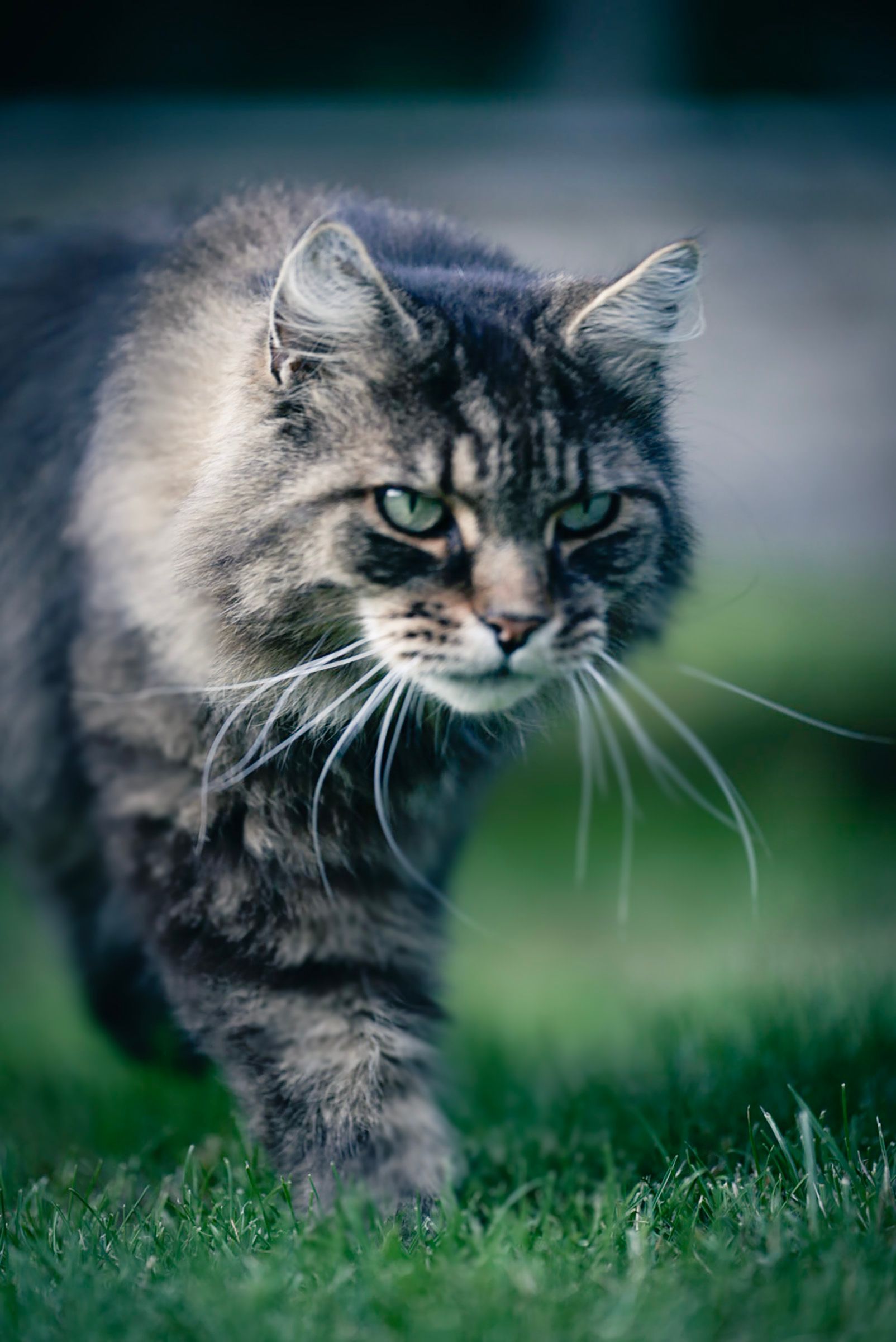 Katze auf der Weide